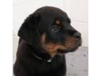 Rottweiler Puppy for sale in Pelzer, SC, USA