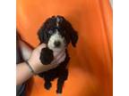 Aussiedoodle Puppy for sale in Charlotte, NC, USA