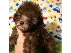Poodle (Toy) Puppy for sale in Laurel, MS, USA