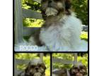Shih Tzu Puppy for sale in Winchester, KY, USA
