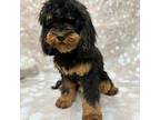 Cavapoo Puppy for sale in Saint Simons Island, GA, USA