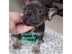 French Bulldog Puppy for sale in Brenham, TX, USA