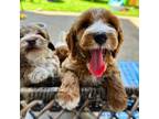 Miniature Labradoodle Puppy for sale in Manhattan, KS, USA