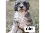 Mutt Puppy for sale in Leesburg, FL, USA