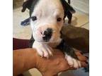Mutt Puppy for sale in Hialeah, FL, USA