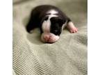 Boston Terrier Puppy for sale in Mount Sterling, KY, USA