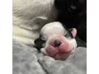 Boston Terrier Puppy for sale in Mount Sterling, KY, USA