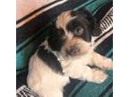Shih-Poo Puppy for sale in Corsicana, TX, USA