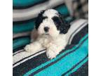 Shih-Poo Puppy for sale in Corsicana, TX, USA