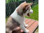 Siberian Husky Puppy for sale in Laurel, MD, USA