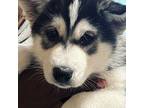 Siberian Husky Puppy for sale in Laurel, MD, USA