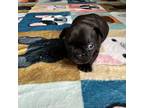 French Bulldog Puppy for sale in Manchester, NH, USA