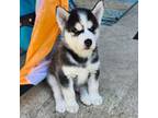Siberian Husky Puppy for sale in Summerville, SC, USA
