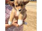 Pembroke Welsh Corgi Puppy for sale in Mesquite, TX, USA