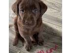 Labrador Retriever Puppy for sale in Alma, MI, USA