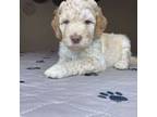 Mutt Puppy for sale in Texarkana, TX, USA