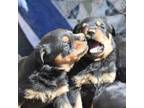 Rottweiler Puppy for sale in Bonners Ferry, ID, USA