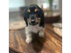 Dachshund Puppy for sale in Copperas Cove, TX, USA