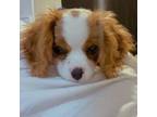 Cavalier King Charles Spaniel Puppy for sale in Dayton, OH, USA