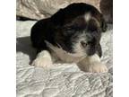 Shih Tzu Puppy for sale in Chaumont, NY, USA