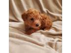 Mutt Puppy for sale in Midlothian, VA, USA