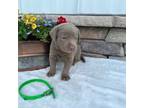 Labrador Retriever Puppy for sale in Fairfield, MT, USA