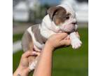 Bulldog Puppy for sale in Algonquin, IL, USA