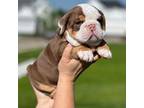 Bulldog Puppy for sale in Algonquin, IL, USA