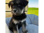 Siberian Husky Puppy for sale in Egan, SD, USA