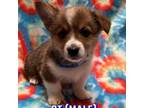 Pembroke Welsh Corgi Puppy for sale in Amarillo, TX, USA