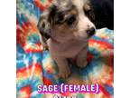 Pembroke Welsh Corgi Puppy for sale in Amarillo, TX, USA