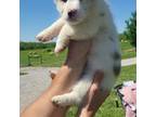 Pembroke Welsh Corgi Puppy for sale in Losantville, IN, USA