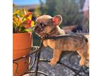 French Bulldog Puppy for sale in Bay Point, CA, USA