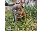 French Bulldog Puppy for sale in Bay Point, CA, USA