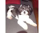 Shih Tzu Puppy for sale in Lake City, FL, USA