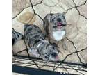 French Bulldog Puppy for sale in Glen Saint Mary, FL, USA