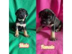 Cane Corso Puppy for sale in Ingleside, IL, USA