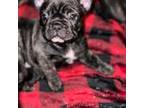 French Bulldog Puppy for sale in Crestline, CA, USA