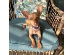 Chihuahua Puppy for sale in Crandall, TX, USA