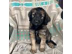 Aussiedoodle Puppy for sale in Savannah, MO, USA