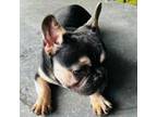 French Bulldog Puppy for sale in Fairview, TN, USA
