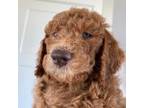 Goldendoodle Puppy for sale in Chino Valley, AZ, USA