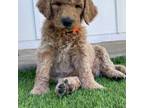 Goldendoodle Puppy for sale in Chino Valley, AZ, USA