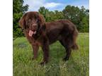 Newfoundland Puppy for sale in Quitman, TX, USA