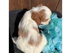 Cavalier King Charles Spaniel Puppy for sale in Atlanta, GA, USA