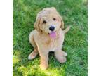 Goldendoodle Puppy for sale in Rock Valley, IA, USA