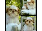 Shih Tzu Puppy for sale in Winchester, KY, USA