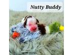 Nutty Buddy