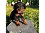 Rottweiler Puppy for sale in Bel Air, MD, USA