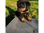 Rottweiler Puppy for sale in Bel Air, MD, USA